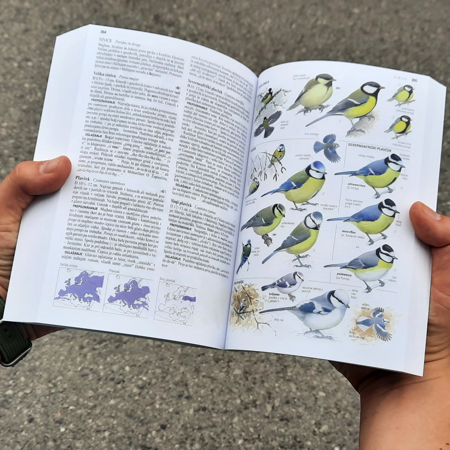 Ptice Slovenije, Evrope in Sredozemlja