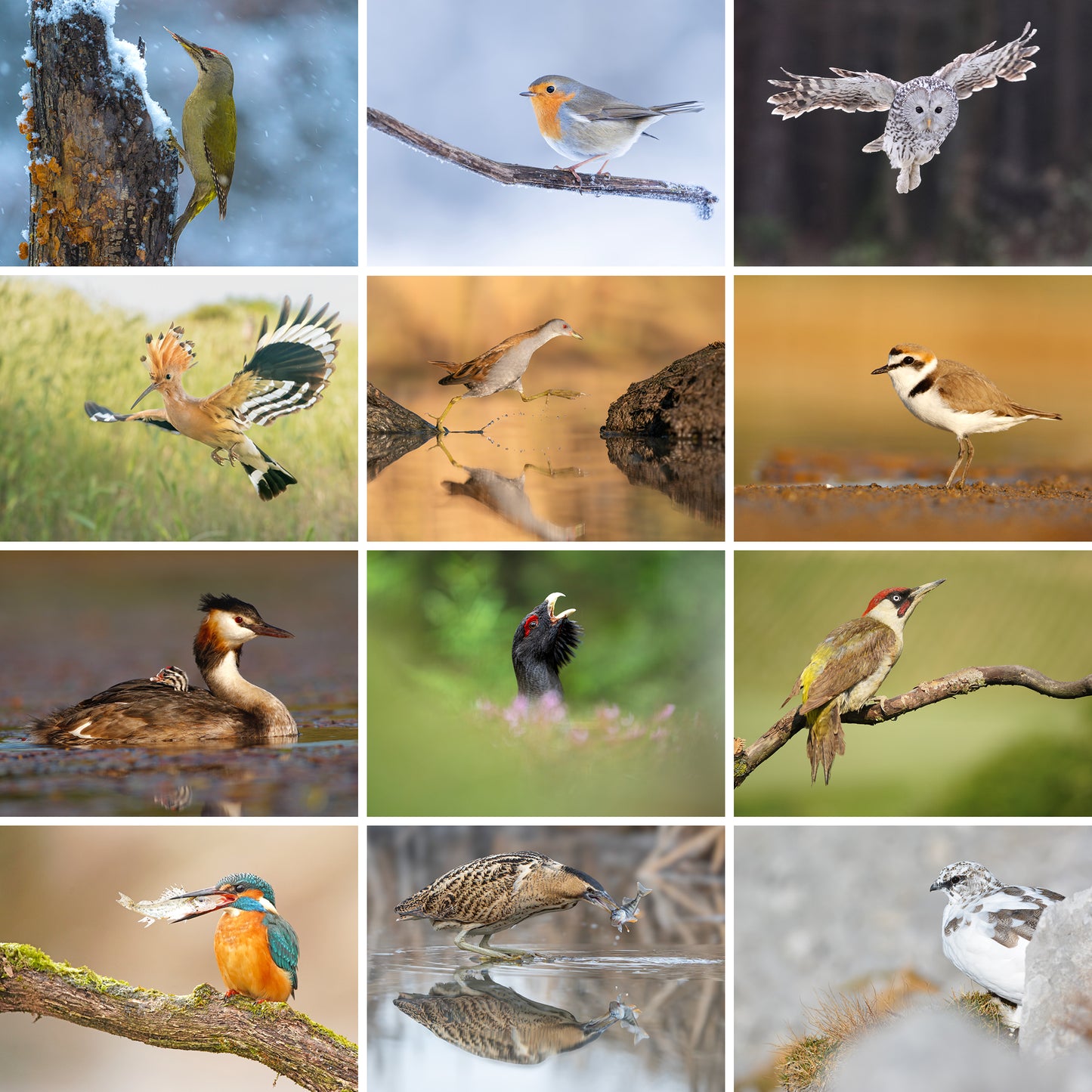 Koledar Ptice Slovenije 2026